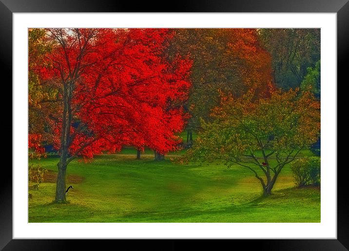 AUTUMN IN THE PARK Framed Mounted Print by Tom York