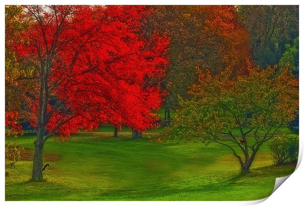 AUTUMN IN THE PARK Print by Tom York
