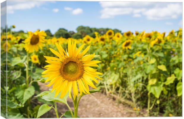 Vibrant sunflowers in a field Canvas Print by Jason Wells