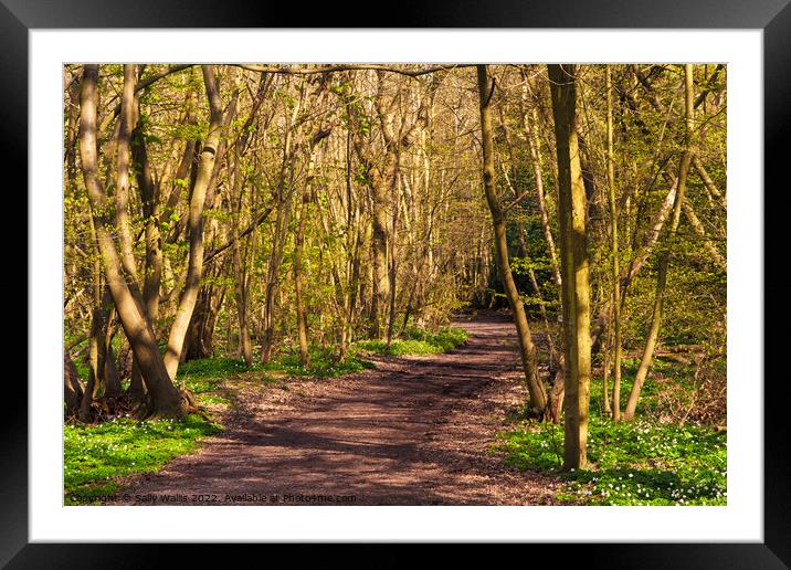 Woodland track in Spring Framed Mounted Print by Sally Wallis