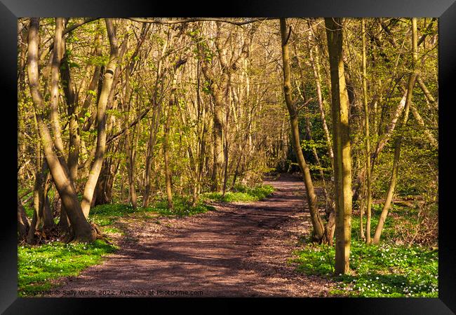 Woodland track in Spring Framed Print by Sally Wallis