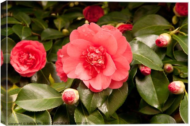 Pale red camelia surrounded by buds Canvas Print by Sally Wallis