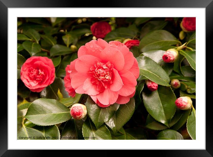 Pale red camelia surrounded by buds Framed Mounted Print by Sally Wallis