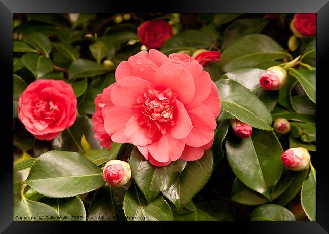 Pale red camelia surrounded by buds Framed Print by Sally Wallis