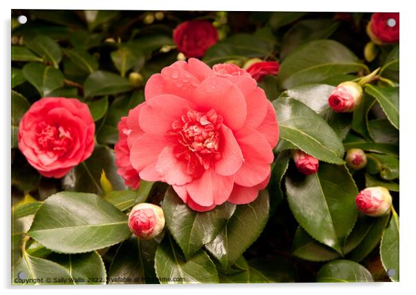 Pale red camelia surrounded by buds Acrylic by Sally Wallis