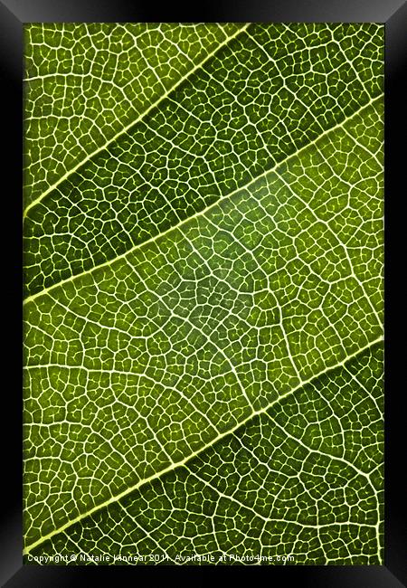 Leaf Lines III Framed Print by Natalie Kinnear
