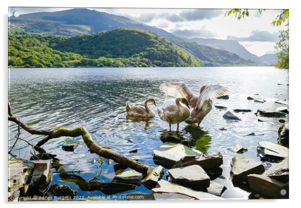 Majestic Mute Swans on Llyn Padarn, Wales Acrylic by Adrian Burgess