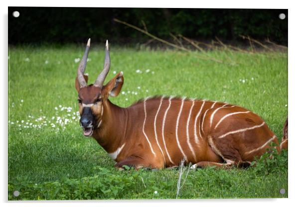 Eastern Bongo African Forest Antelope Acrylic by Artur Bogacki