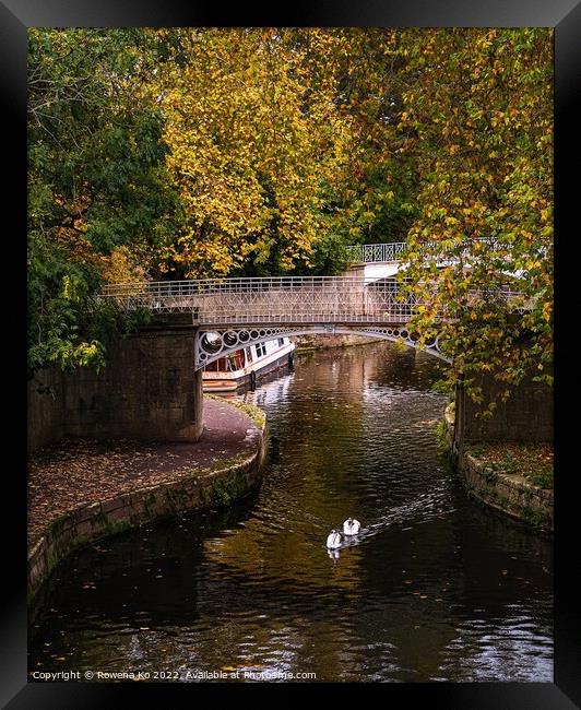 Swan babies swimming along the canal in autumn Framed Print by Rowena Ko