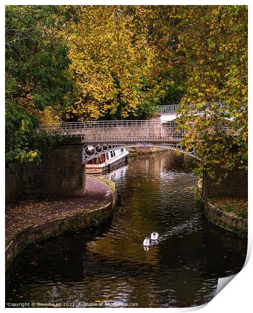 Swan babies swimming along the canal in autumn Print by Rowena Ko