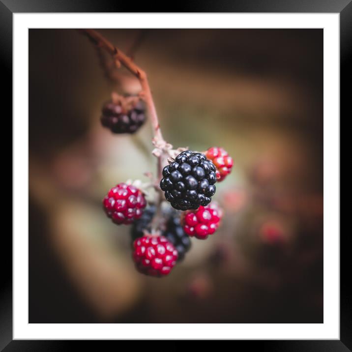 Autumn Berries Framed Mounted Print by Mark Jones