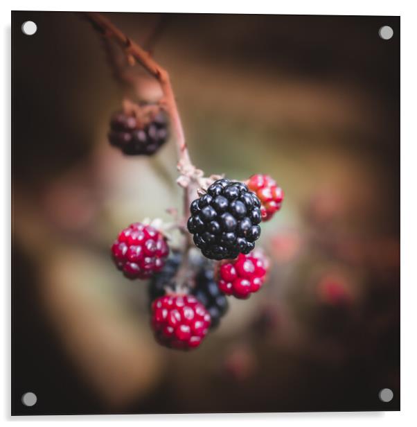 Autumn Berries Acrylic by Mark Jones