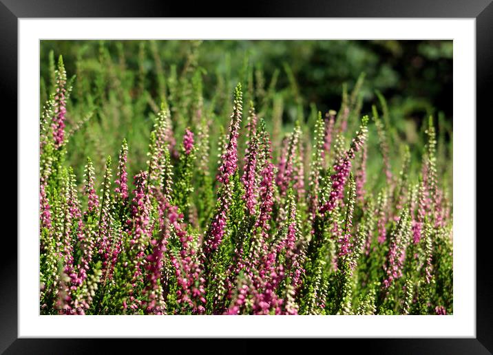 heather on the field Framed Mounted Print by Paulina Sator