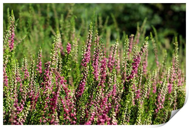 heather on the field Print by Paulina Sator