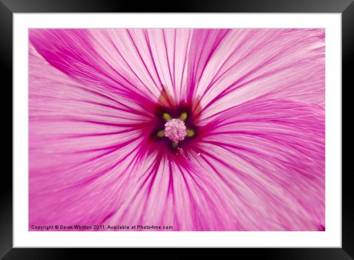 Pink Lavatera Framed Mounted Print by Derek Whitton