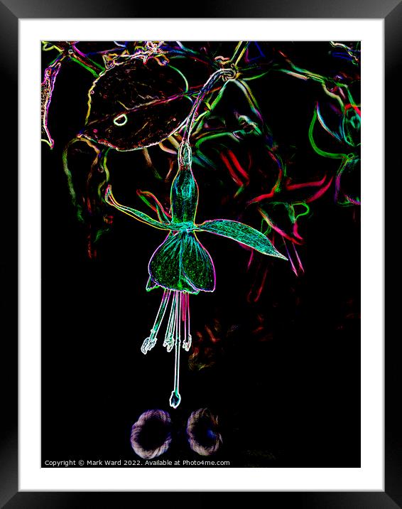 Garden Glow. Framed Mounted Print by Mark Ward