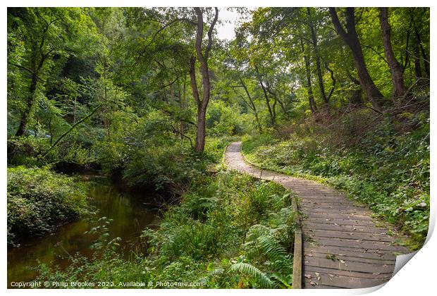 Forge Valley Woods, Scarborough Print by Philip Brookes