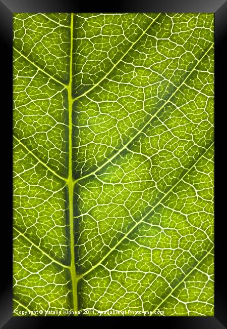 Leaf Lines IV Framed Print by Natalie Kinnear