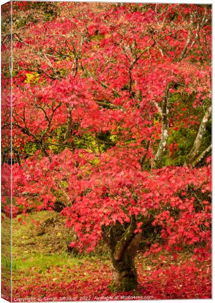  acer in Autumn dreess Canvas Print by Simon Johnson