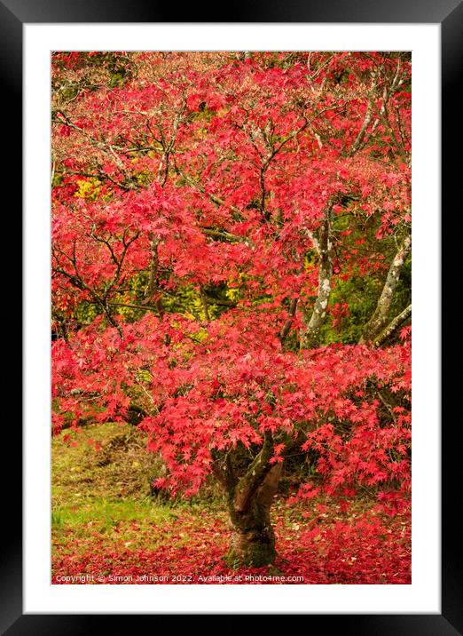  acer in Autumn dreess Framed Mounted Print by Simon Johnson