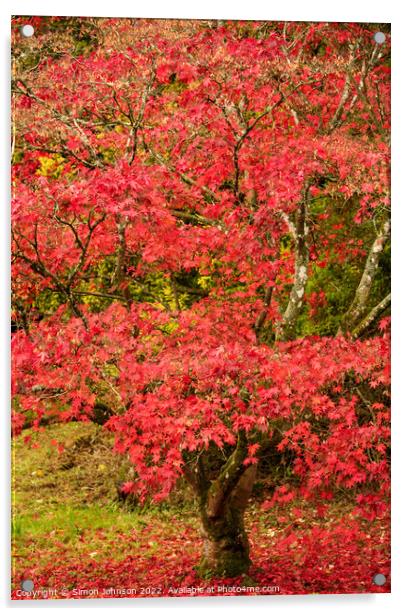  acer in Autumn dreess Acrylic by Simon Johnson