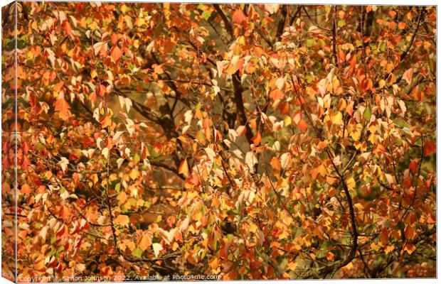 multitude of sunlit autumnal leaves Canvas Print by Simon Johnson
