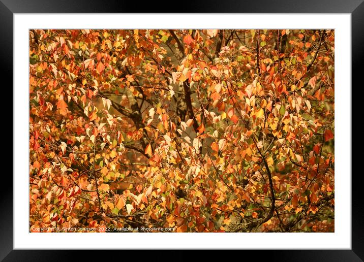 multitude of sunlit autumnal leaves Framed Mounted Print by Simon Johnson