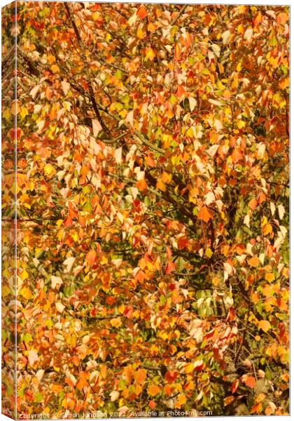 wind blown sunlit leaves Canvas Print by Simon Johnson