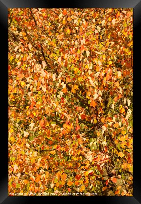 wind blown sunlit leaves Framed Print by Simon Johnson