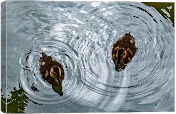 Ducklings Creating Whirlpools Canvas Print by Joyce Storey