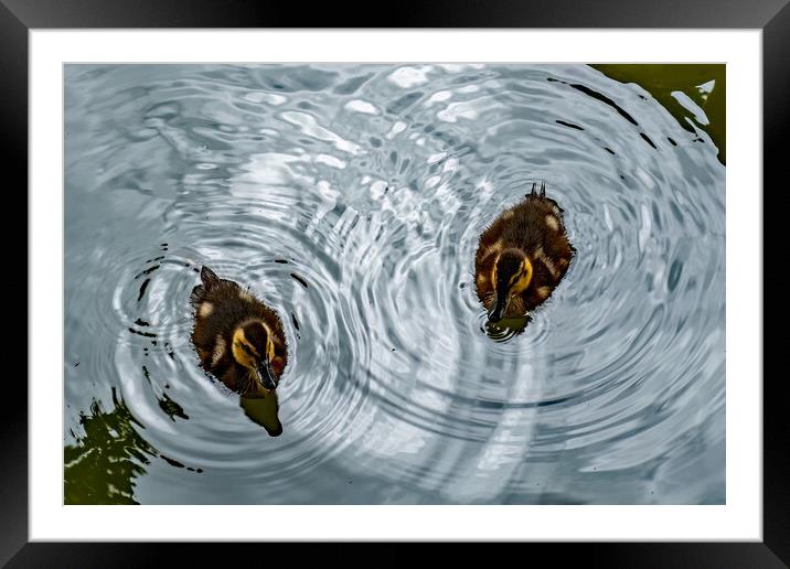 Ducklings Creating Whirlpools Framed Mounted Print by Joyce Storey