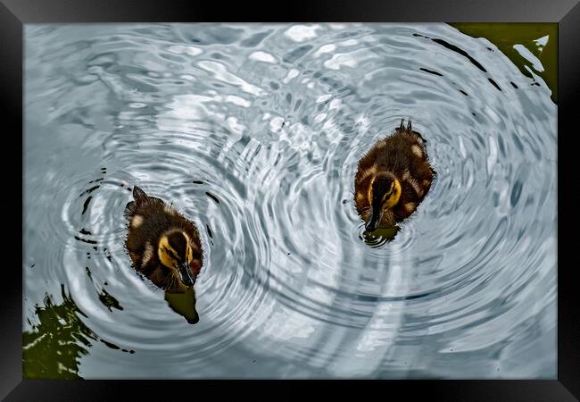 Ducklings Creating Whirlpools Framed Print by Joyce Storey