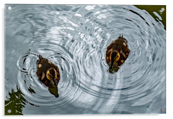 Ducklings Creating Whirlpools Acrylic by Joyce Storey