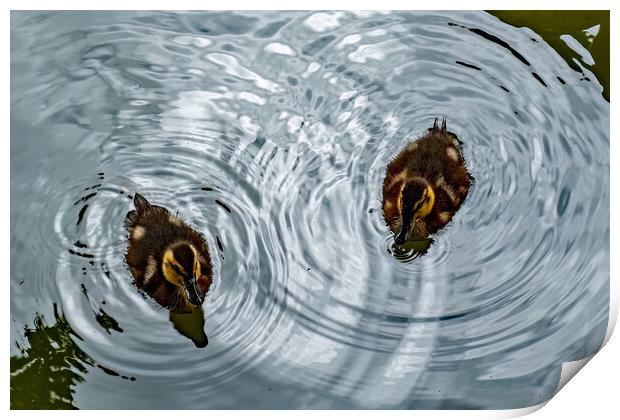 Ducklings Creating Whirlpools Print by Joyce Storey