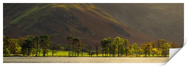 Buttermere Pines With Fleetwith Pike Print by Phil Durkin DPAGB BPE4