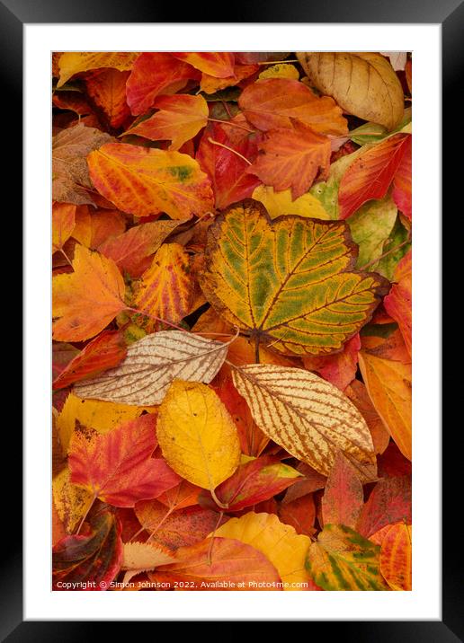 Autumn leaves Framed Mounted Print by Simon Johnson