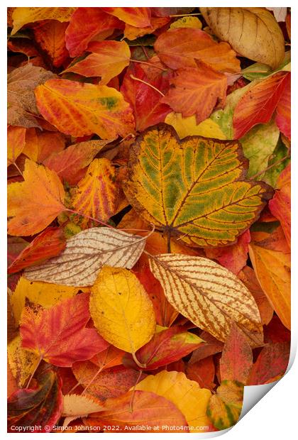 Autumn leaves Print by Simon Johnson