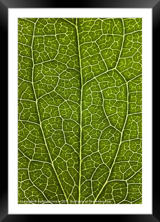 Leaf Lines V Framed Mounted Print by Natalie Kinnear