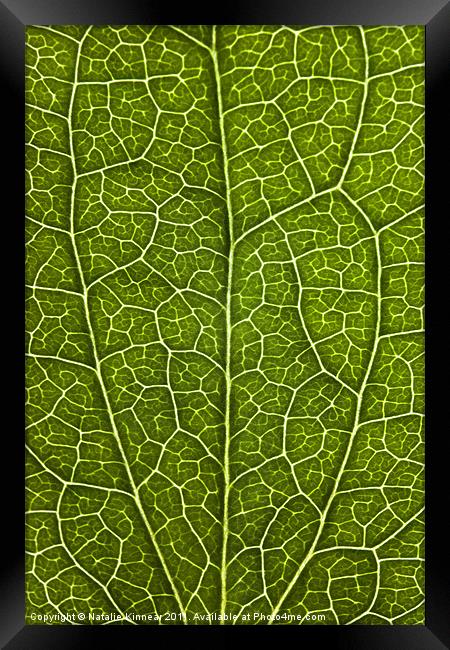 Leaf Lines V Framed Print by Natalie Kinnear