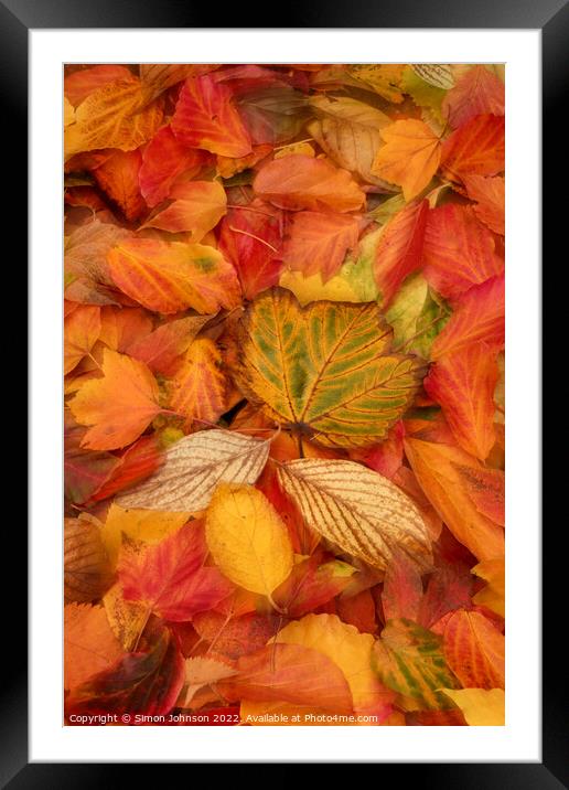 A group of colourful autumn leaves  Framed Mounted Print by Simon Johnson