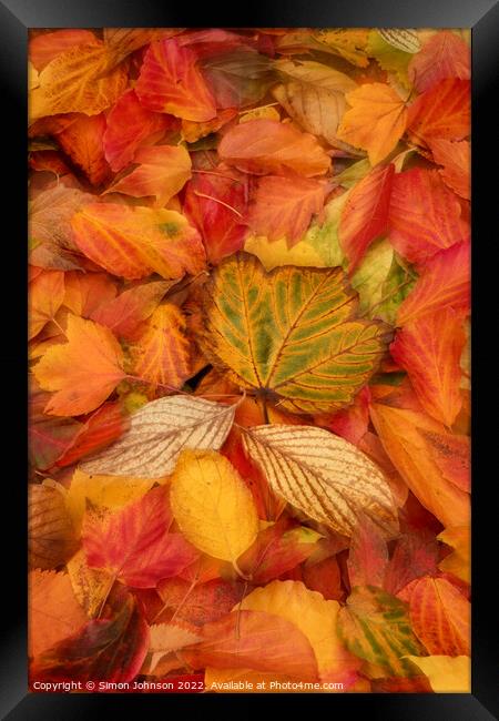 A group of colourful autumn leaves  Framed Print by Simon Johnson