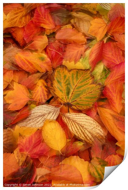 A group of colourful autumn leaves  Print by Simon Johnson