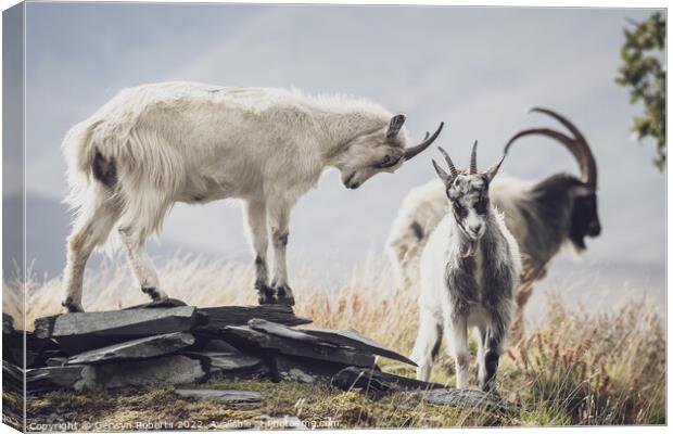 A goat standing on top of a grass covered field Canvas Print by Gerwyn Roberts