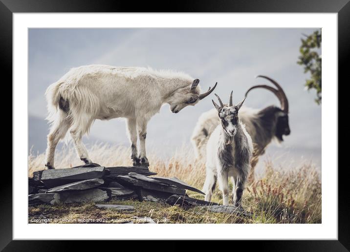A goat standing on top of a grass covered field Framed Mounted Print by Gerwyn Roberts