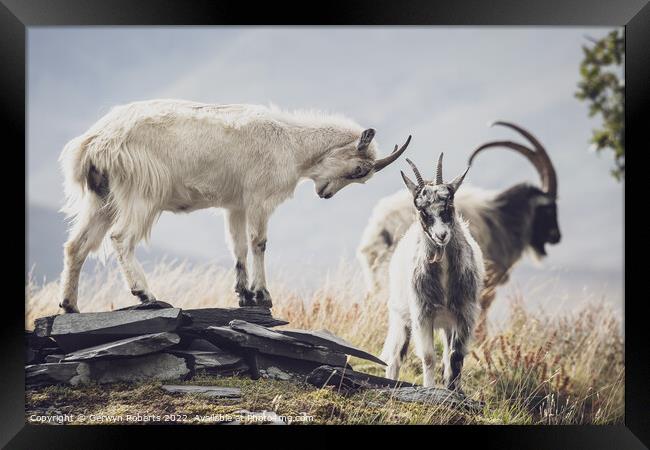A goat standing on top of a grass covered field Framed Print by Gerwyn Roberts