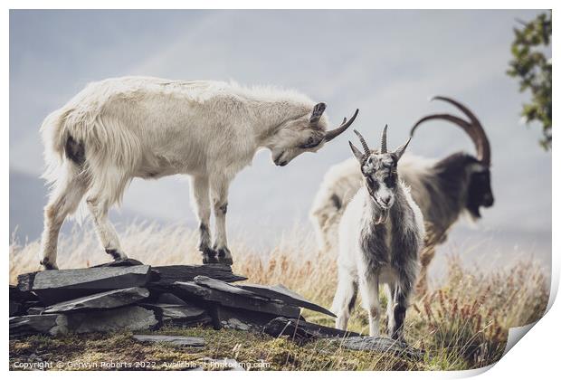 A goat standing on top of a grass covered field Print by Gerwyn Roberts