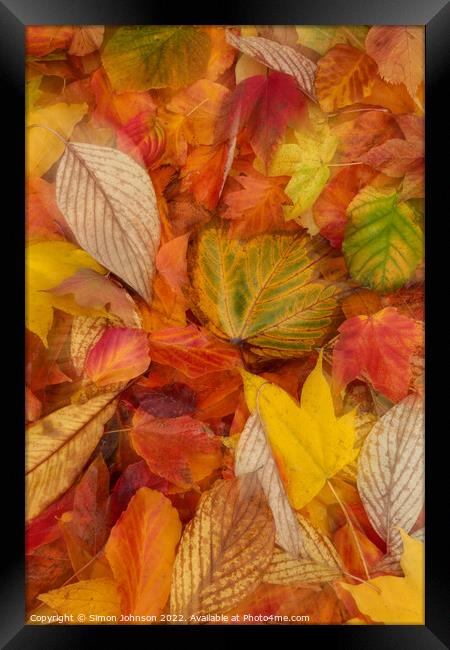Autumn  leaves Framed Print by Simon Johnson