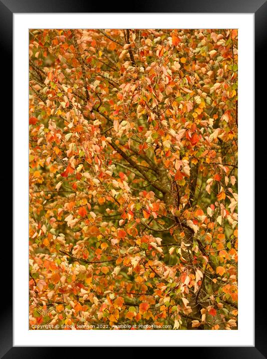 Autumn leaves Framed Mounted Print by Simon Johnson