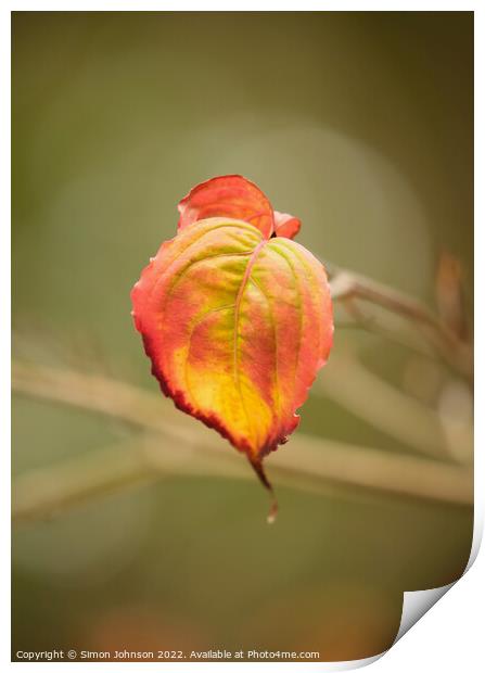 Autumn Leaf Print by Simon Johnson