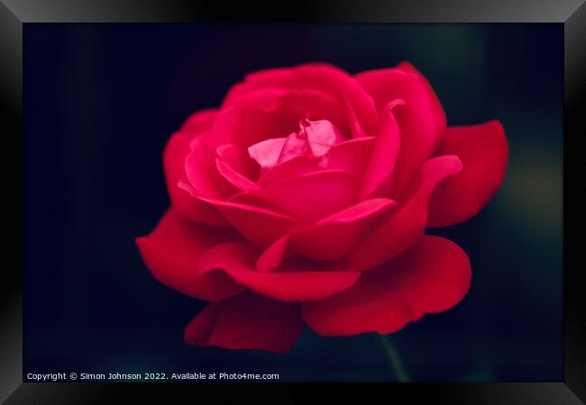 rose flower Framed Print by Simon Johnson